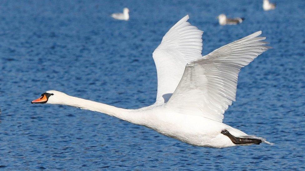 A swan in flight