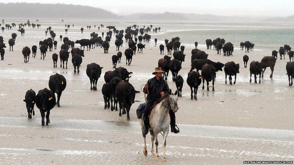 Wagyu cattle on Robbins Island in Tasmania