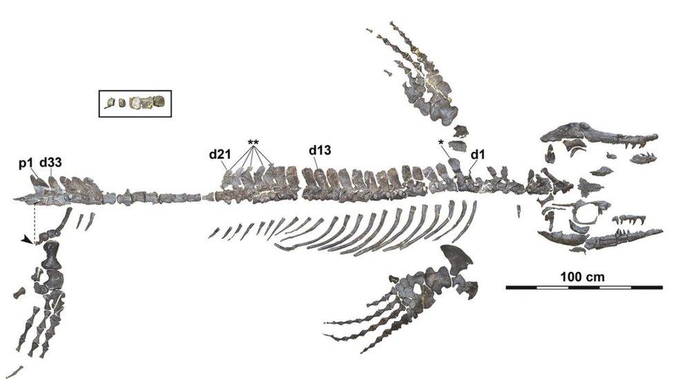 Fossil of the Wakayama Soryu mosasaur