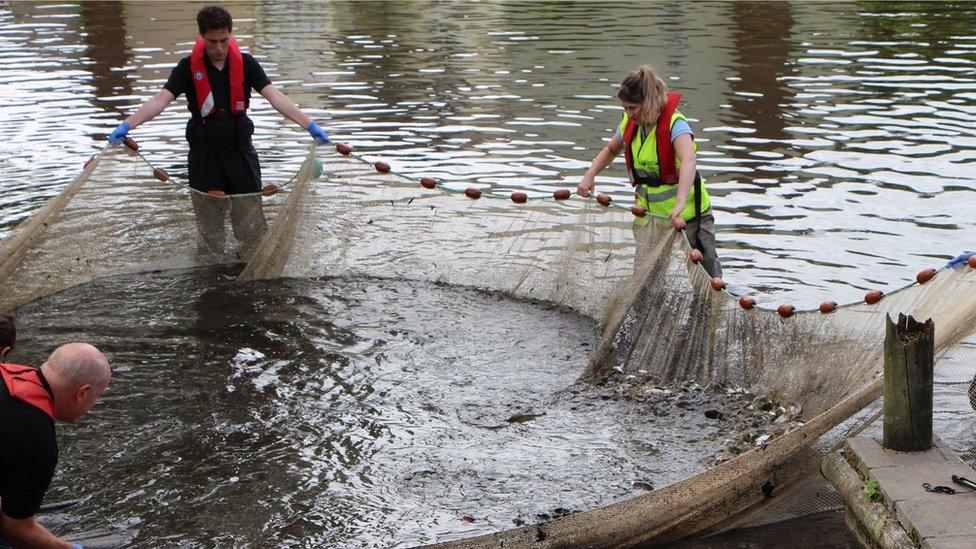 Fish rescuers