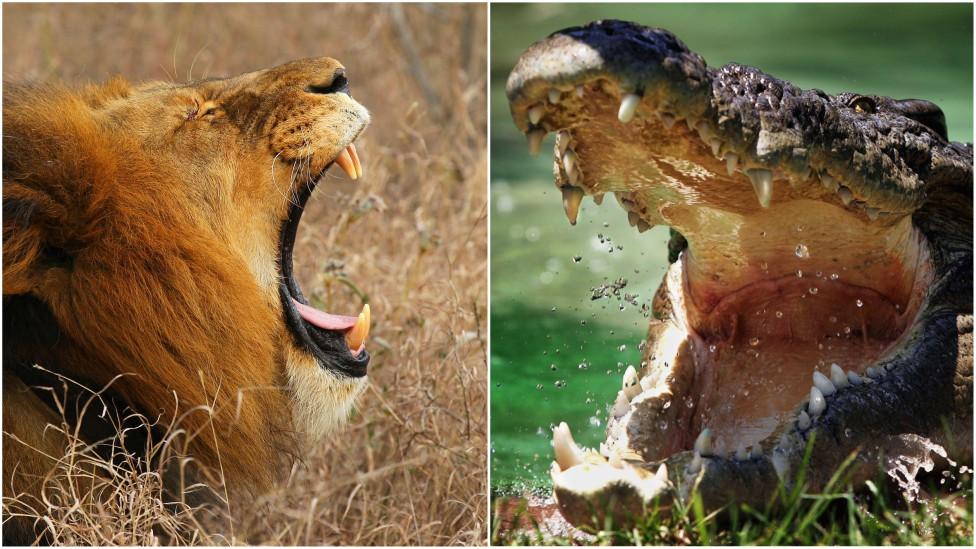 A picture showing both a lion and a crocodile.