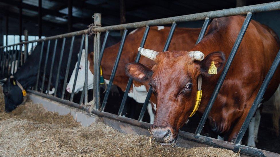 Cows in western Poland, file pic