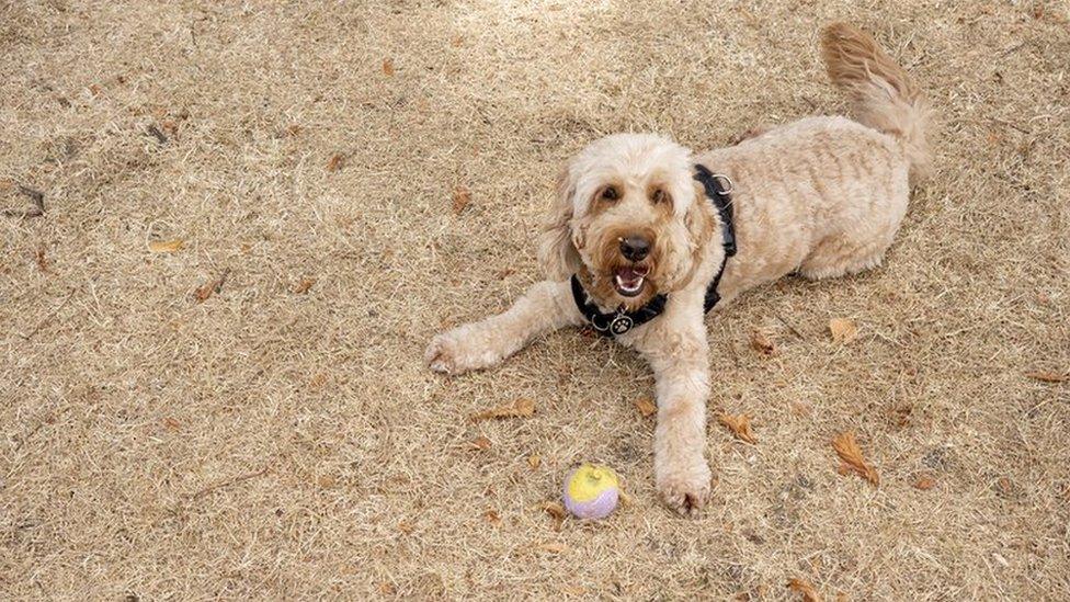 Dog on parched ground with ball in front of him