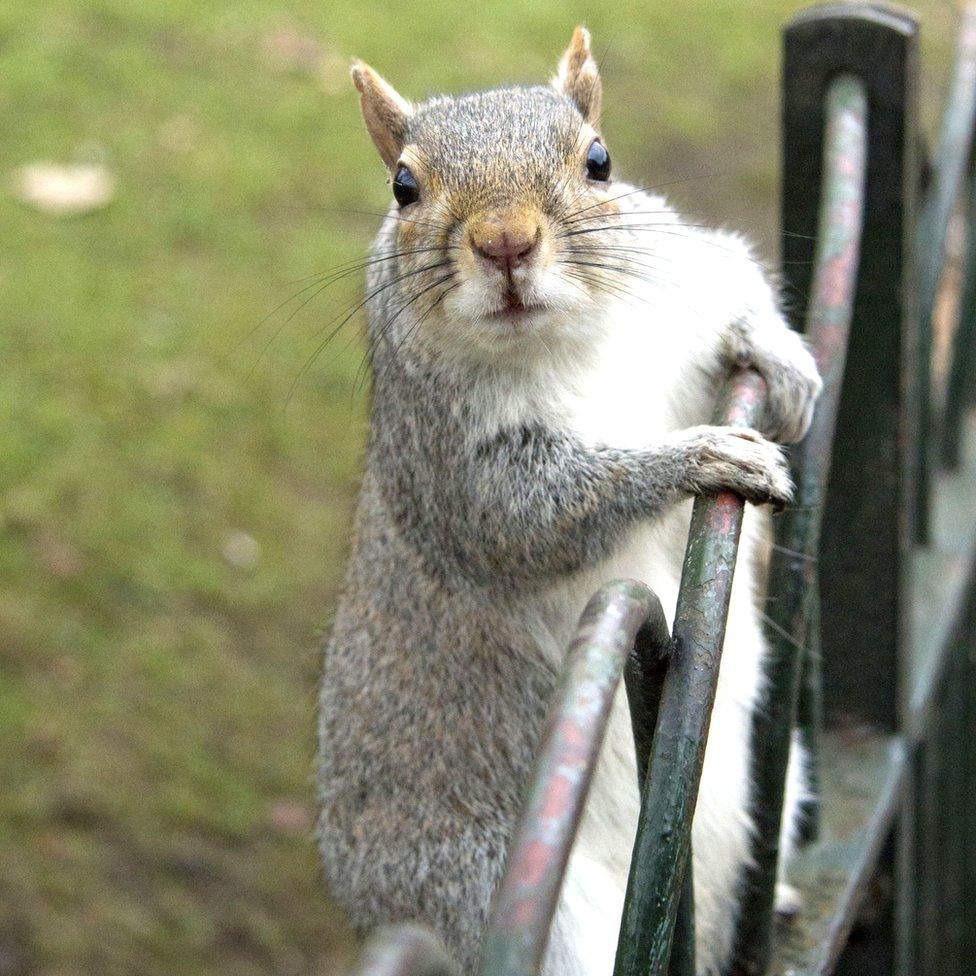 A grey squirrel on some railings