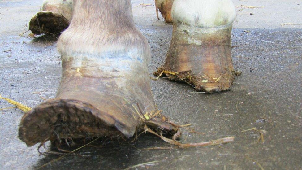 Pony's overgrown hooves