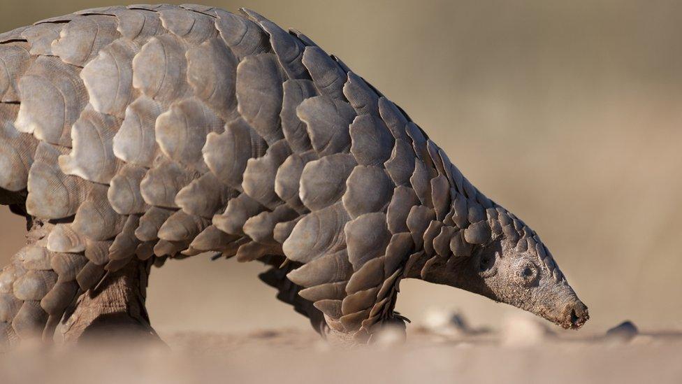 pangolin.