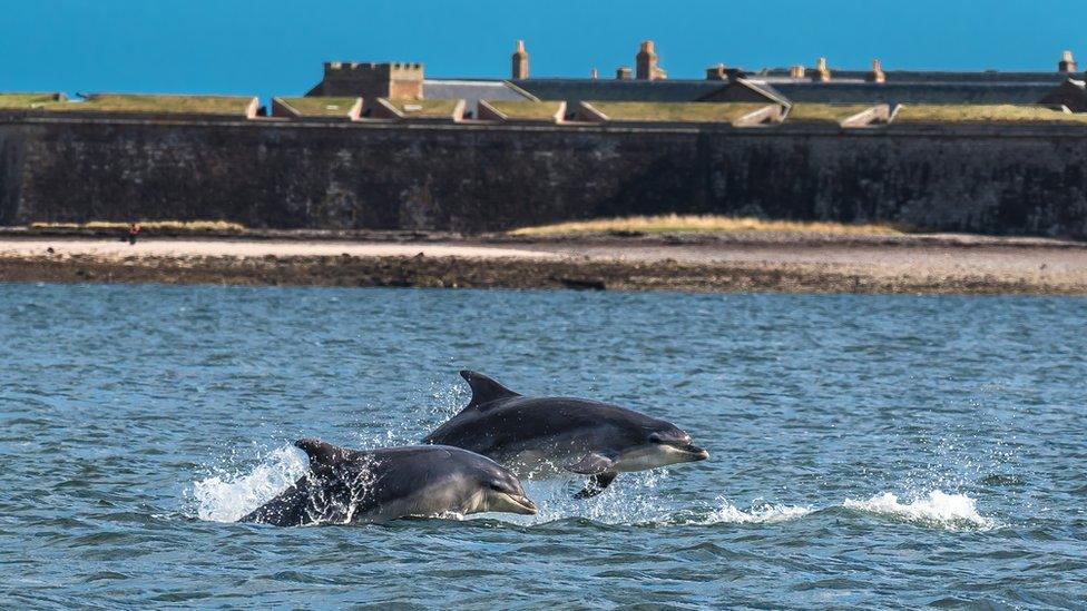 Team Of Bottlenose Dolphin Jumping In The Moray Firth In Front Of Fort George Near Inverness In Scotland