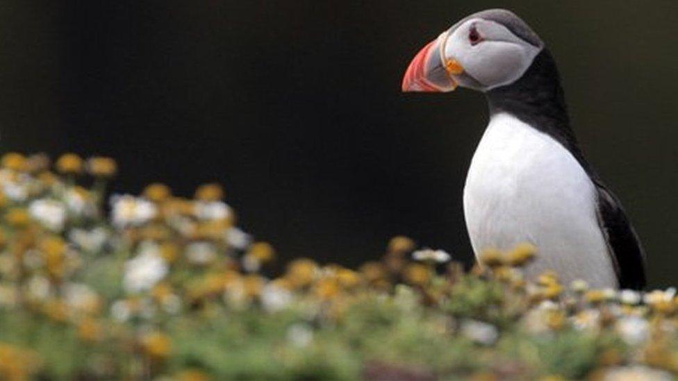 Skomer Island