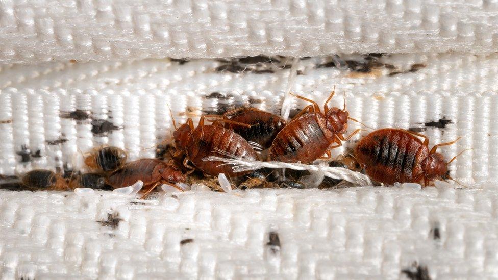 A group of bedbugs