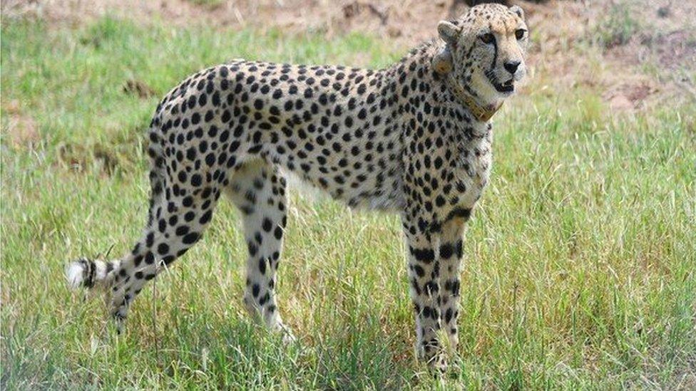 A cheetah in Kuno national park