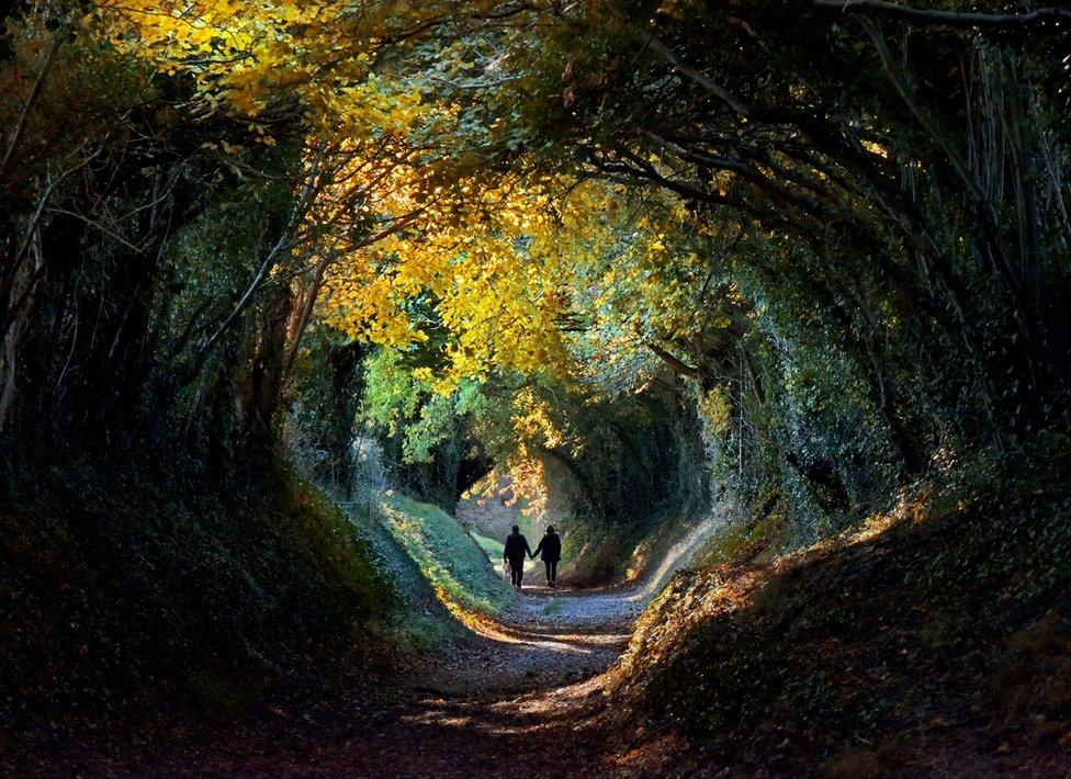 Tree tunnel with people walking through