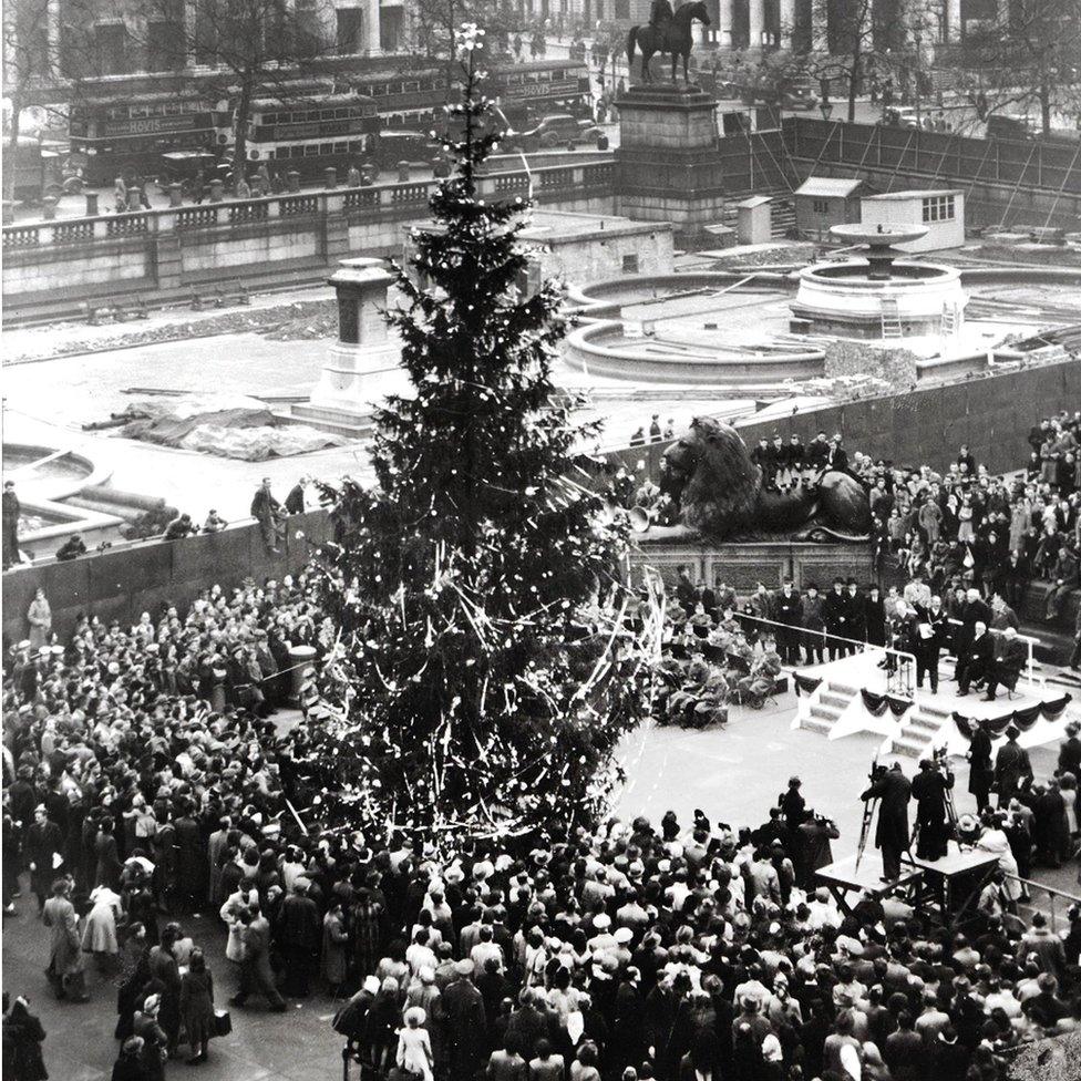 Trafalgar tree 1947