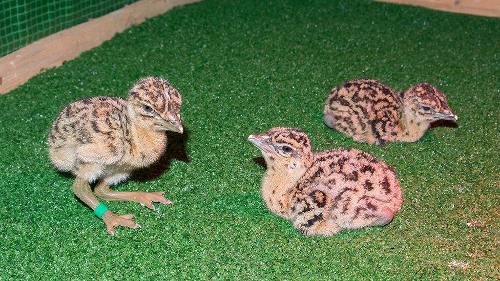 Great Bustard chicks