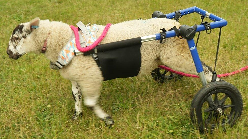 Winnie the lamb in her frame with wheels