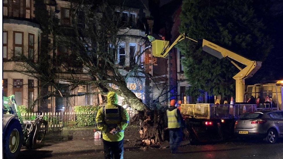 Cathedral Road tree fall