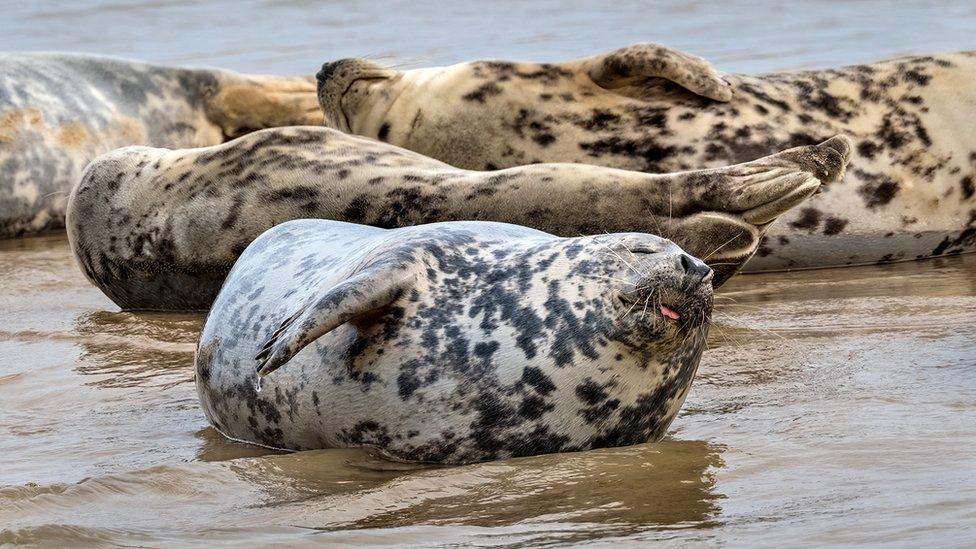 Grey Seal cows resting at Blakeney Point, Norfolk