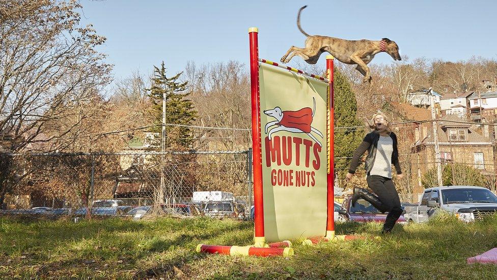 Feather, completing the highest jump by a dog.