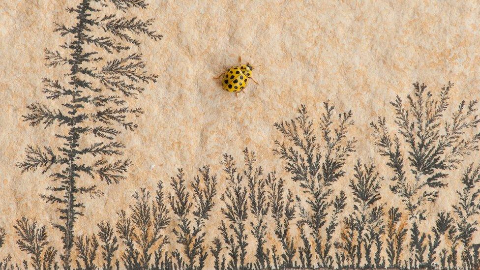 Yellow ladybird crawls up limestone wall