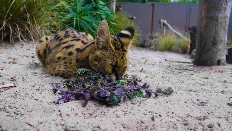 A serval sniffed its herbs before happily rolling around in them