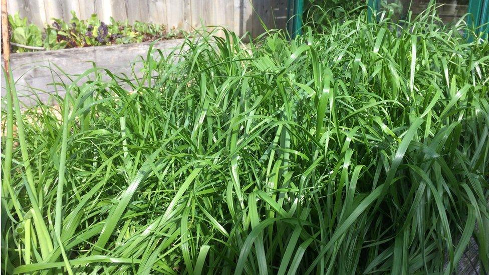 green manure