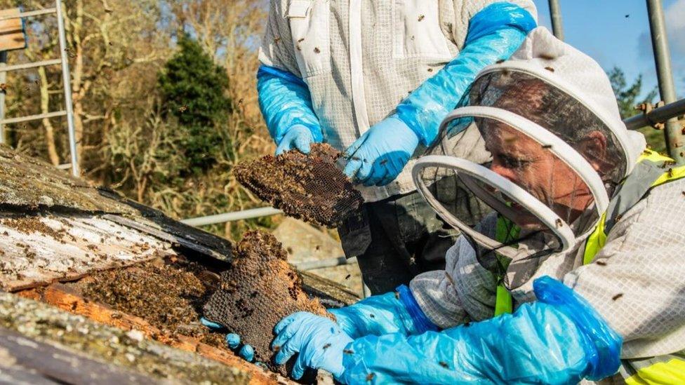 Beekeepers rehoming bees in Gwynedd