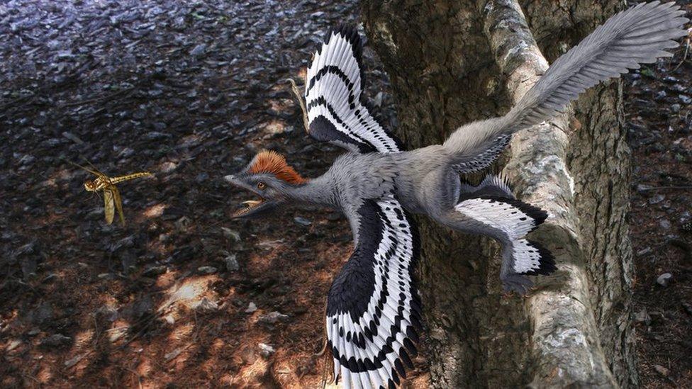 Feathered dinosaur
