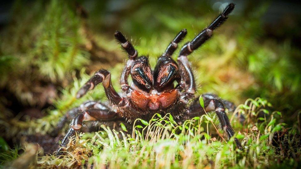 An undated handout photo received on 9 September 2015, shows what Australian scientists say could be a new species of the deadly funnel-web spider, after finding a large specimen living unexpectedly in the Booderee National Park near Jervis Bay, south of Sydney