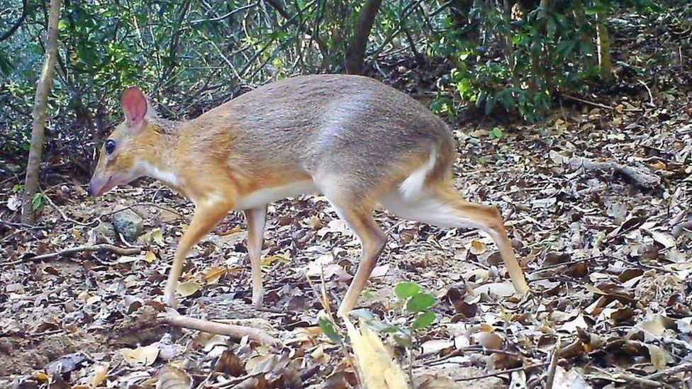 mouse-deer.