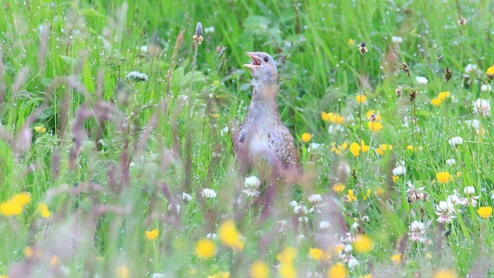 A calling corncrake