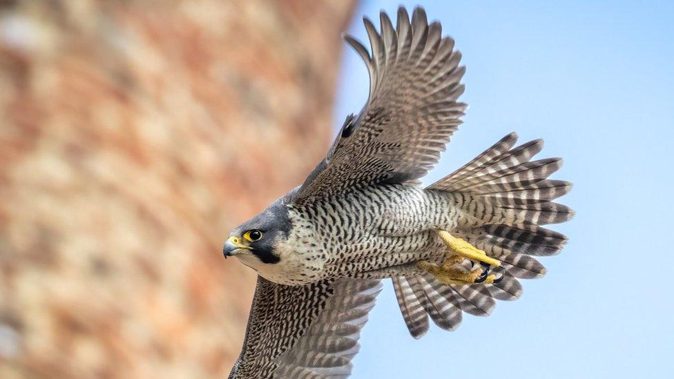 Peregrine Falcon in flight