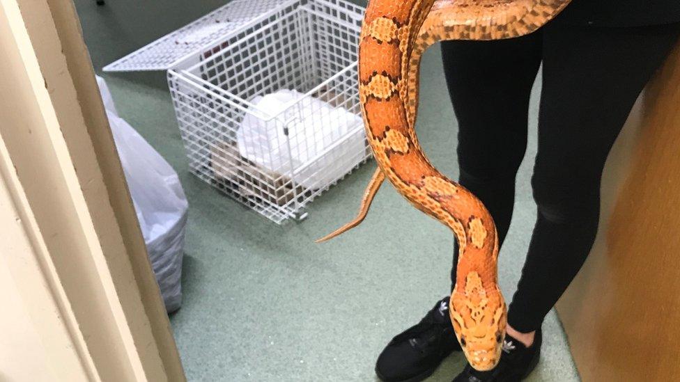 Rescued snake