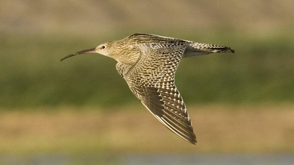 A curlew in flight