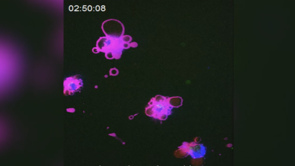 Cell experiment