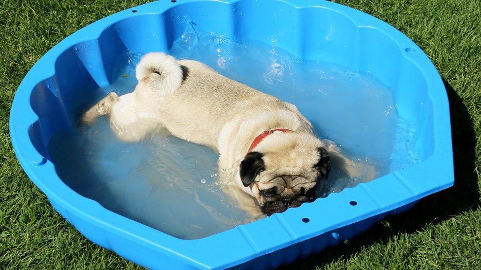 A dog is in a paddling pool full of water