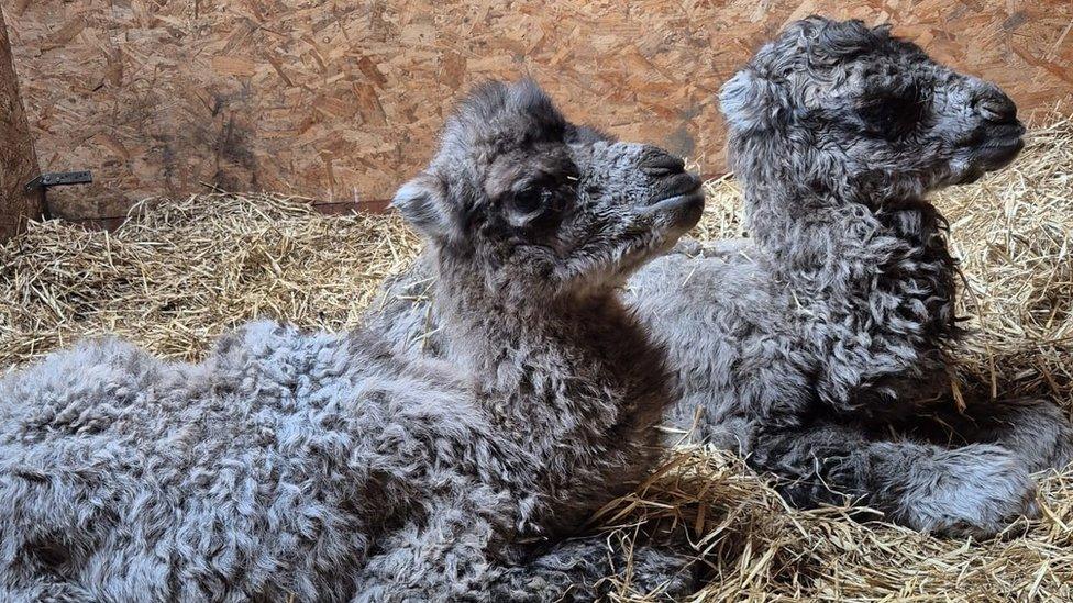 Bactrian camels