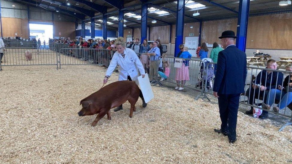 A judge in a bowler hat watches as a worker herds a pig in a show ring