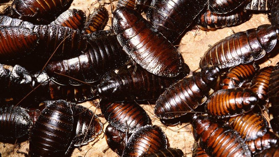 cockroaches