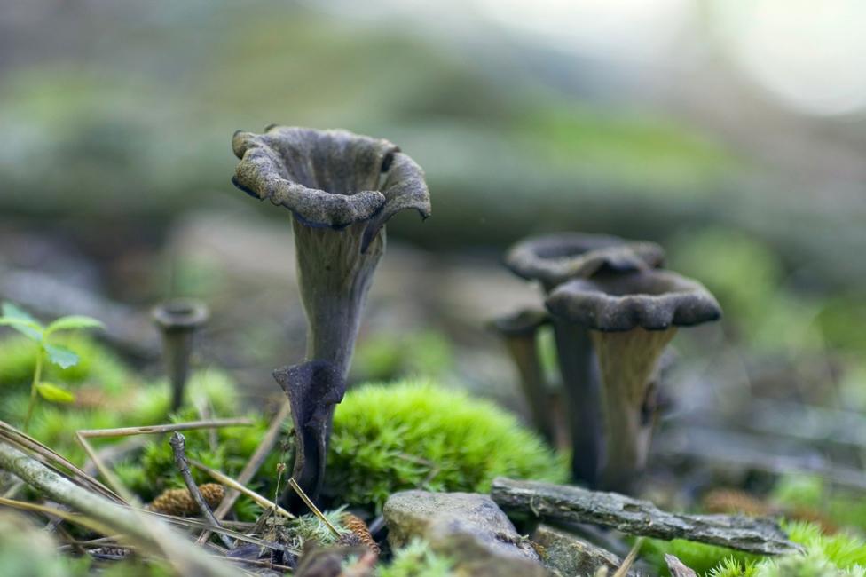 Black trumpet mushroom