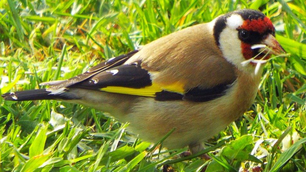 Goldfinch in a garden in Bala