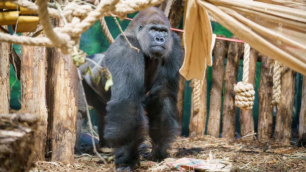 Kiburi the gorilla at London Zoo