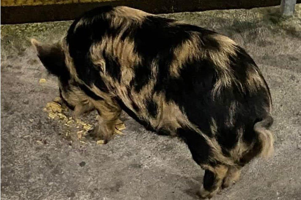 Roddy the pig eating some crisps