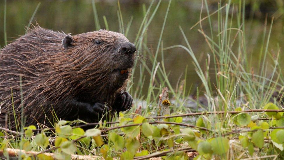 European Beaver