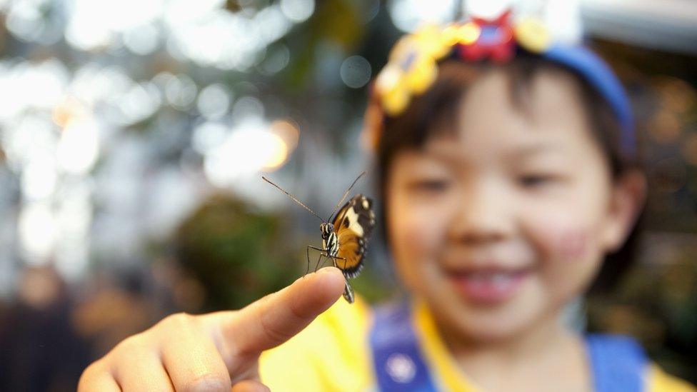 butterfly-on-girls-hand