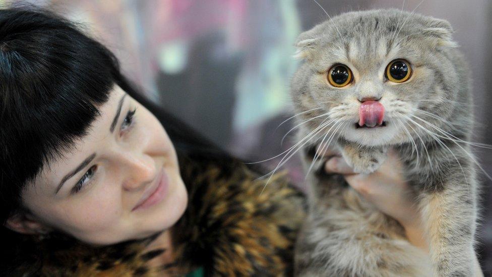 A woman and her Scottish Fold cat pose during a cat exhibition in Bishkek on March 23, 2013. Cat lovers from Kyrgyzstan, Kazakhstan and Uzbekistan took part in the exhibition.