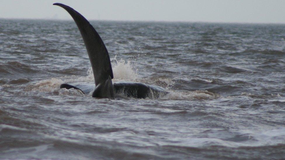 Whale in Hunstanton