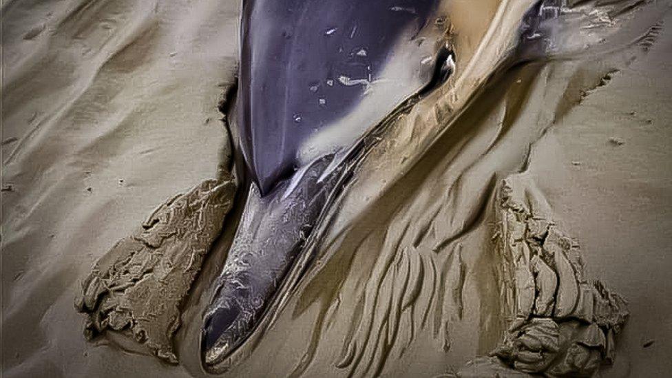 a dolphins stranded on the sand