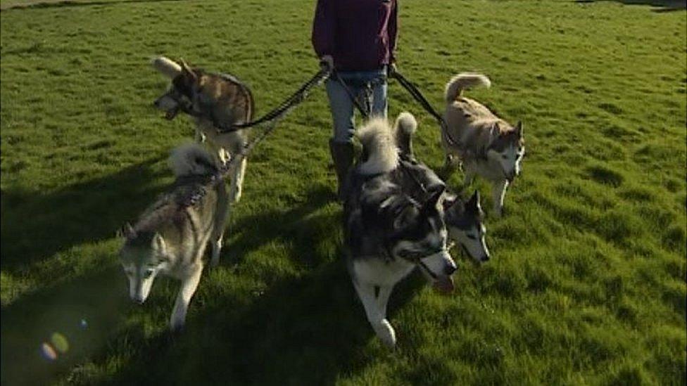 Dogs being walked