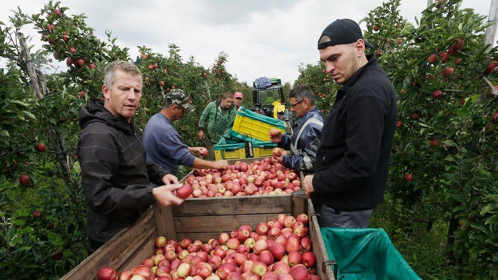 Apple harvest near Lindau, Germany, 1 Sep 14