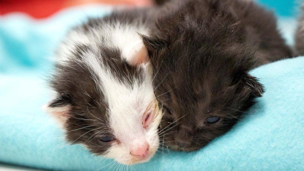 Rescued kittens in San Diego