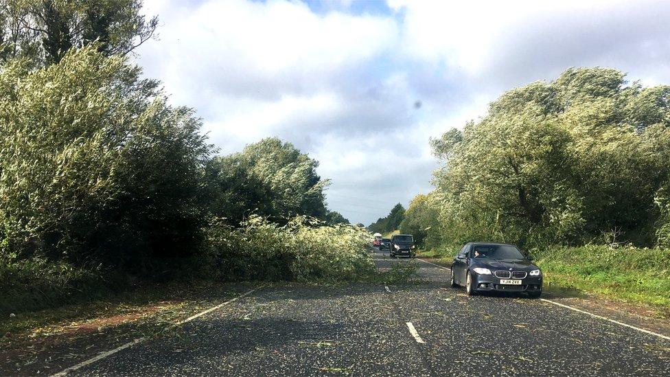 Tree on Road